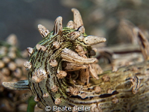 Sea star by Beate Seiler 